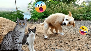 Cute Pets Funny Baby Animal Reaction Compilation 79: The Best of the Best!  2022 Ep2