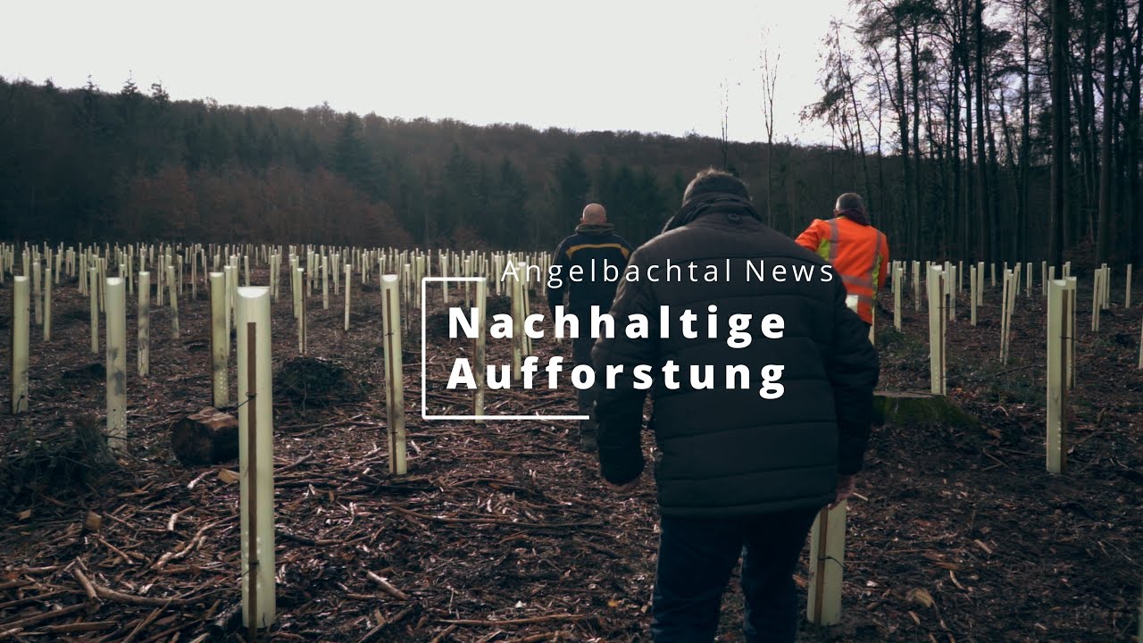 Neues aus dem Gemeindewald Angelbachtal