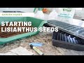 Starting Lisianthus Seeds