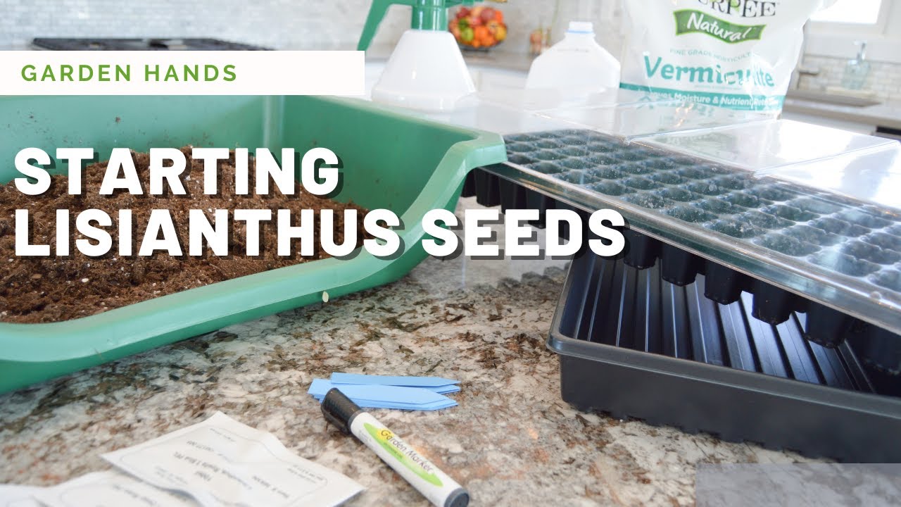 Starting Lisianthus Seeds - YouTube