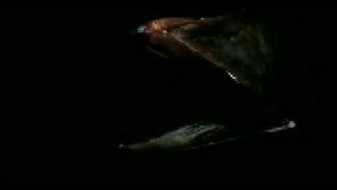 Gulper eel