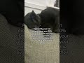 Apparently your cats dream about you 😻