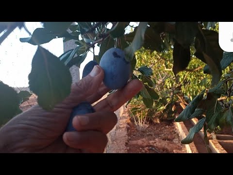 خيرات مزرعة عمي لحسن