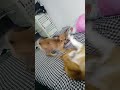 #dog #dogcute #dogs #chihuahuafanclub #dogshorts