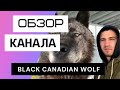 Black Canadian Wolf  - Обзор канала