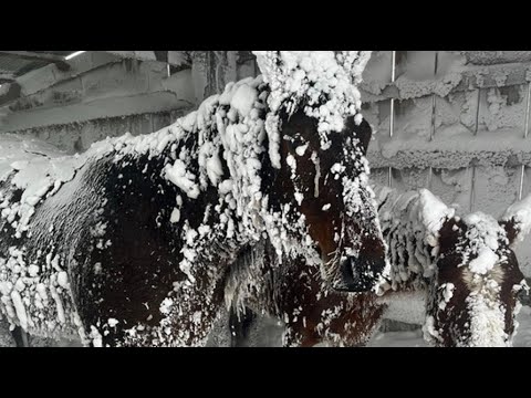 Video: Historic Blizzard In North Dakota Buries Prized Horses In Snow, Ice