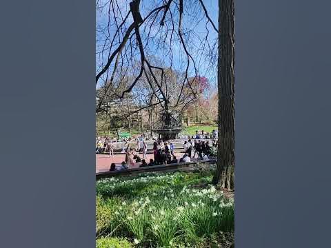 Amazing View at Central Park NYC #shortvideo - YouTube