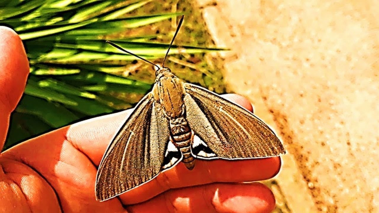 All beauty of Palm moth (Paysandisia archon)