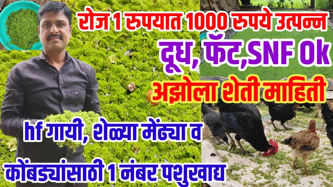 Azolla,hf गायी,कोंबड्या,शेळ्या मेंढ्यांसाठी 1 नंबर पशुखाद्य,1 रुपयात रोज 1 हजार उत्पन्न,visionvarta