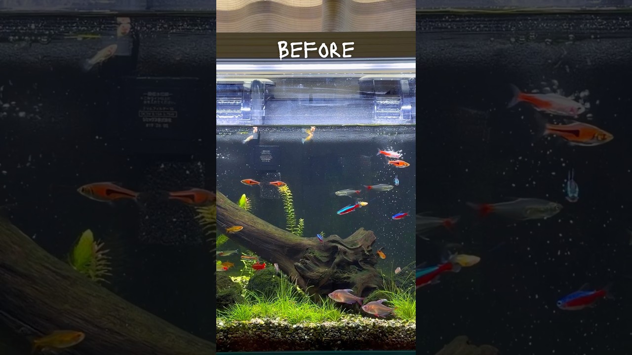 Before & After｜0→50 Cardinal Tetras - YouTube