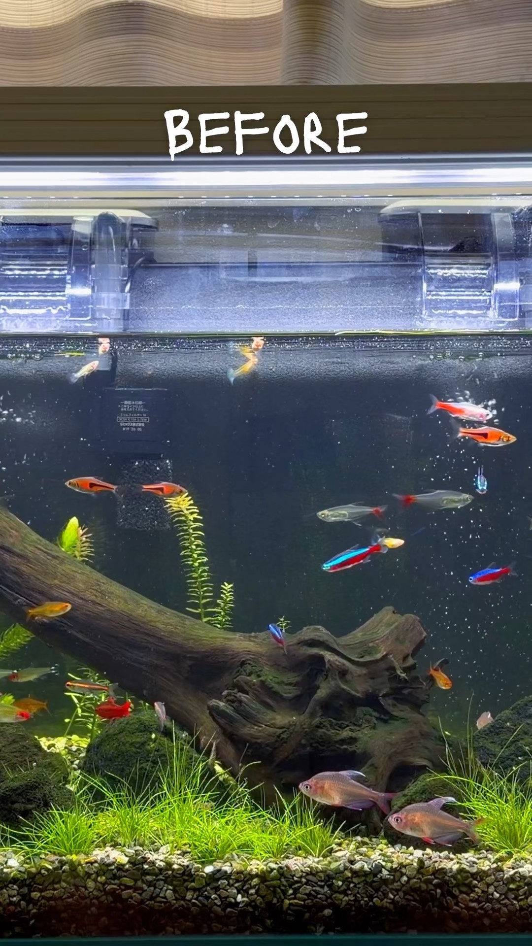Before & After｜0→50 Cardinal Tetras - YouTube