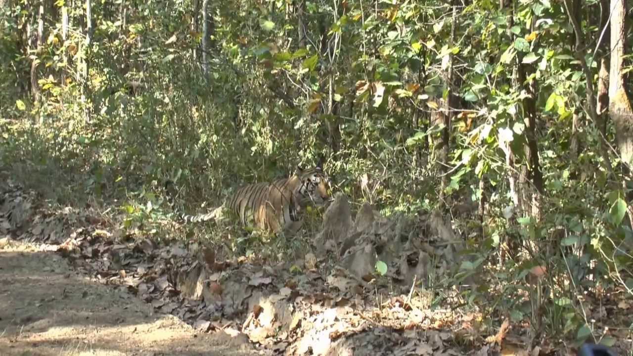 Male tiger Kanha National Park, India 5 April 2013