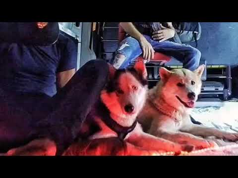 LFERDA MAHMLOUNICH 2019 مسرب Album 