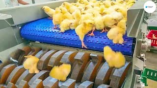 Cómo La Tecnología Los Métodos Y Los Procedimientos De Incubación De Huevos De Gallina | Agricultura