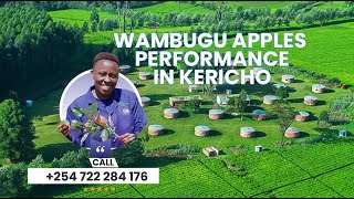 WAMBUGU APPLES IN KERICHO