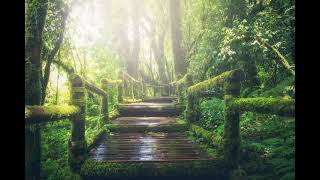 20 Min Jungle Meditation | Morning Jungle Sounds | Amazonian Rain Forest | Relax | Study | Waking