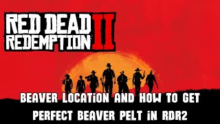 Beaver Location and How to Get Perfect Beaver Pelt in RDR2 (Red Dead Redemption 2)