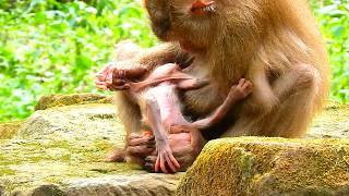 New Mother Monkey Cares for Her Newborn Baby
