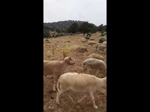 Siz de Özlediniz mi?