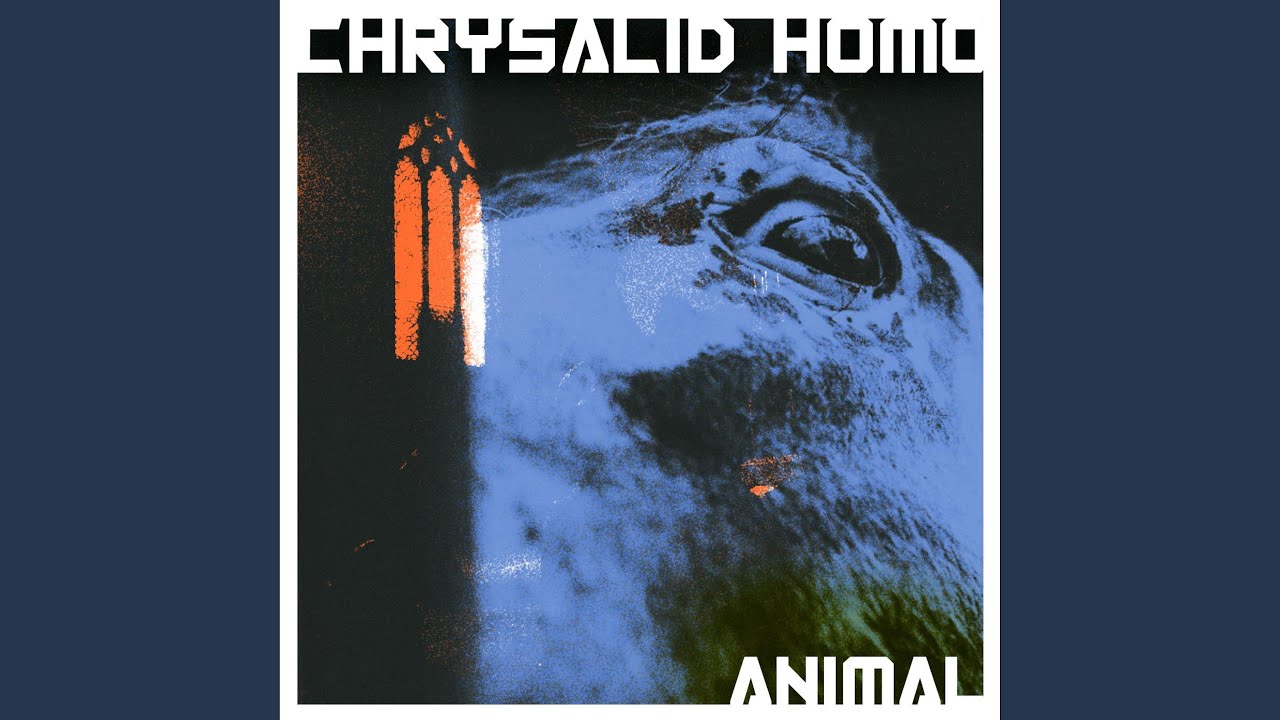 在 YouTube 上观看 ANIMAL