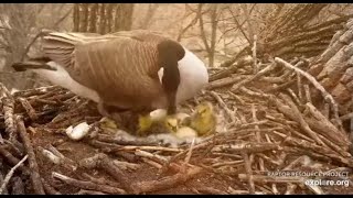 Decorah Eagles~Four Goslings in Eagle Nest At N2B-RRP Confirmed_4.27.22💕