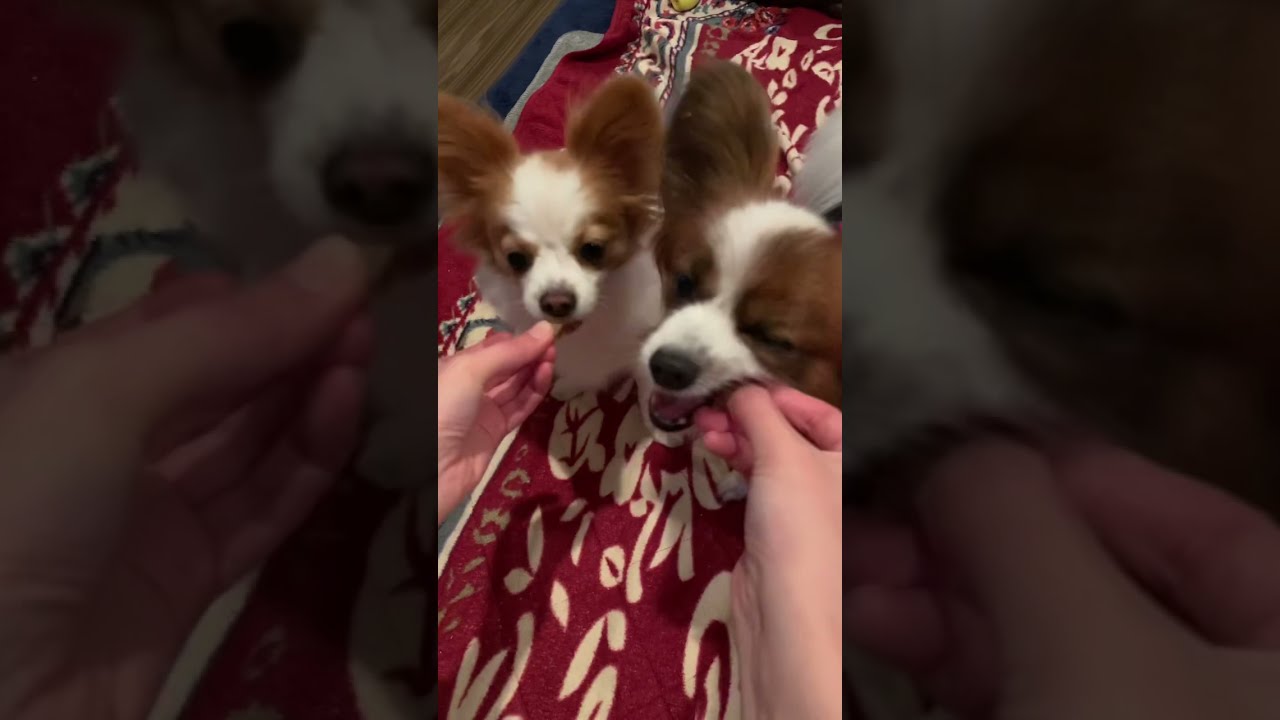 干し芋が大好きすぎる犬達 Shorts Youtube