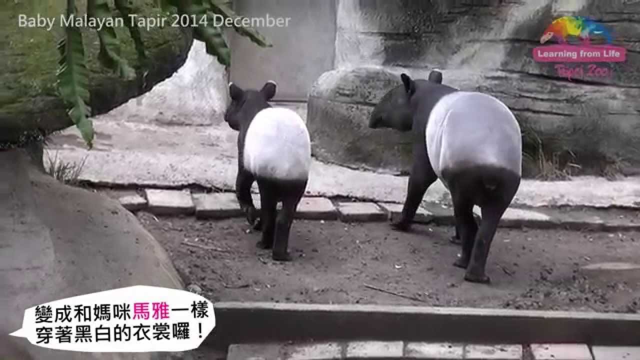 世界貘日愛地球 插畫家參與保育world Tapir Day Love Earth Youtube
