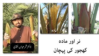 How to differentiate male and female date palm tree? | Palm Farming Pakistan