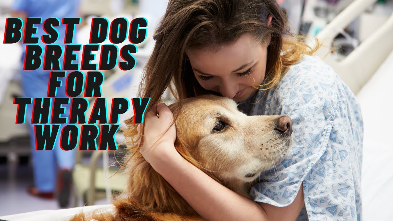 The Best Dog Breeds for Therapy Work YouTube