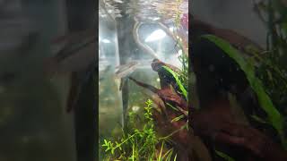 my 🧊Cube Aquarium setup| Who. like this setup... like and comment #aquariumfans #aquariumtank #sorts