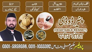 Paneer Dodi || پنیرڈوڈی || पनीर डोडा || Vegetable Rennet || Paneer Doda ke Fayde || 03015959598