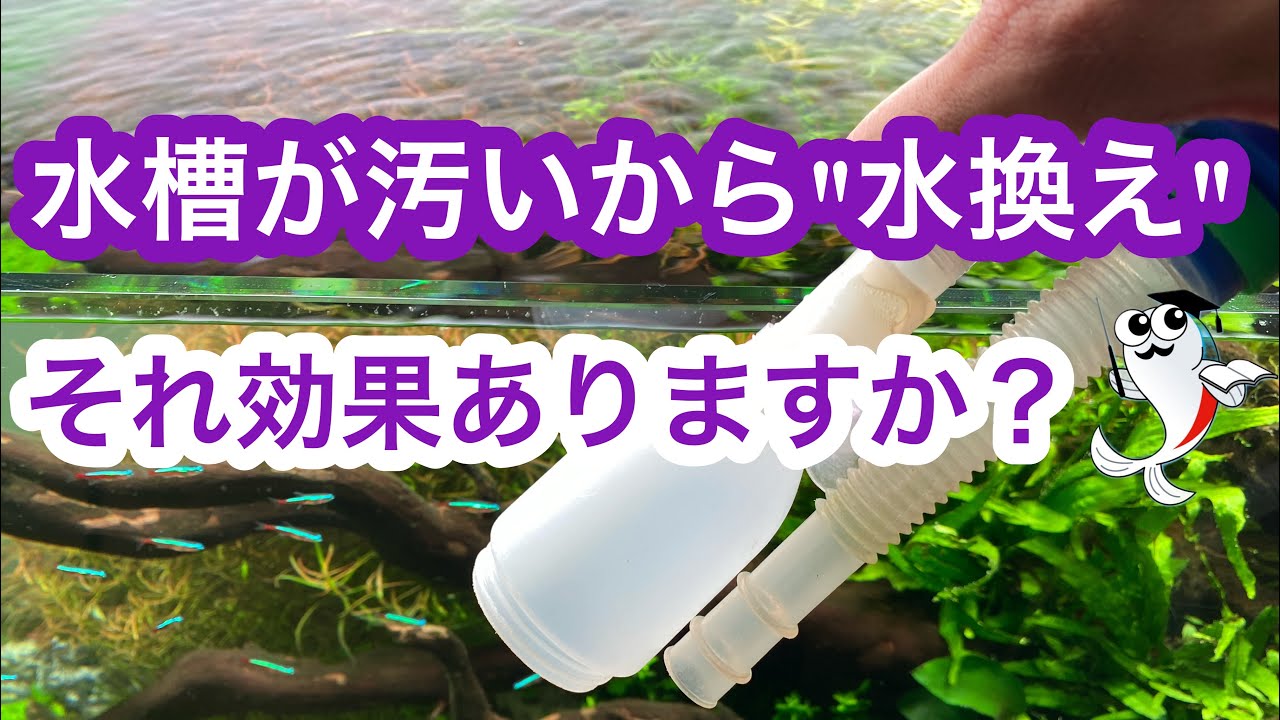 絶対知るべき 水槽がコケで汚くても水が悪いとは限らないその理由 Youtube