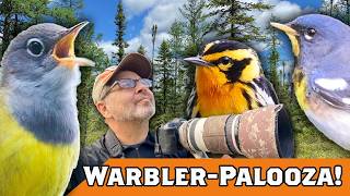 How many WARBLERS can we photograph in 1 day?! Sax-Zim Bog CONNECTICUT! Warbler palooza III SURPRISE
