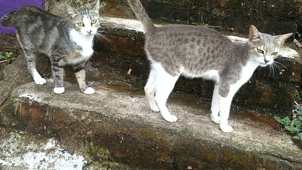 Dan Schaefer - Us (Cat Video!)