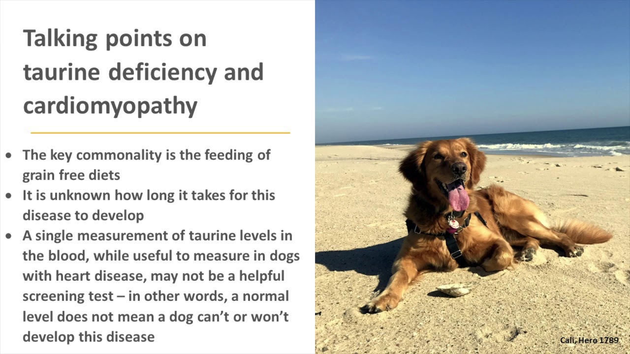 taurine for dogs with heart disease