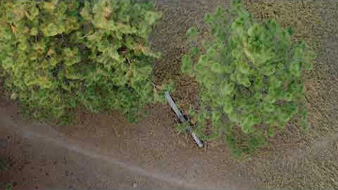 Missoula Black Bear in my Back Yard