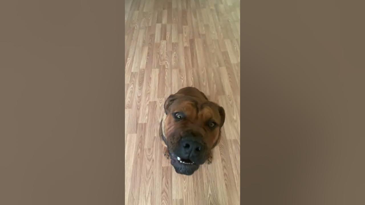 Training my 6 months old Boerboel puppy how to sit in 2 minutes. YouTube