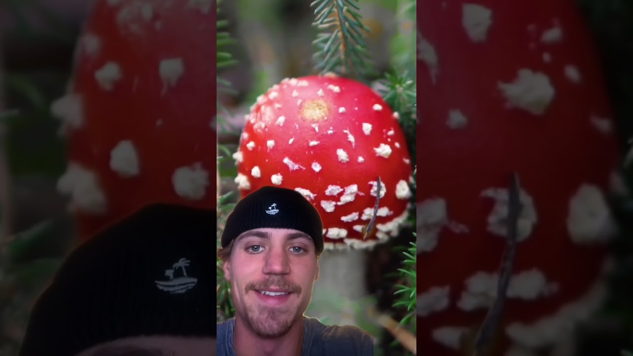 Quit Buying Gas Station 🍄 Gummies!