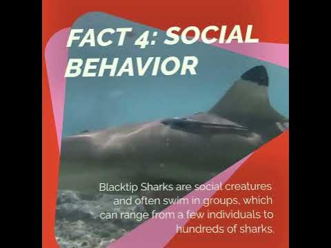 🦈 The Blacktip Shark 5 Fascinating Facts 🌊 #shark #shortvideo #