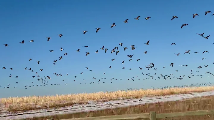 Canada Geese at Carolyn Holmberg Preserve