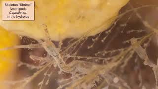Skeleton Shrimp