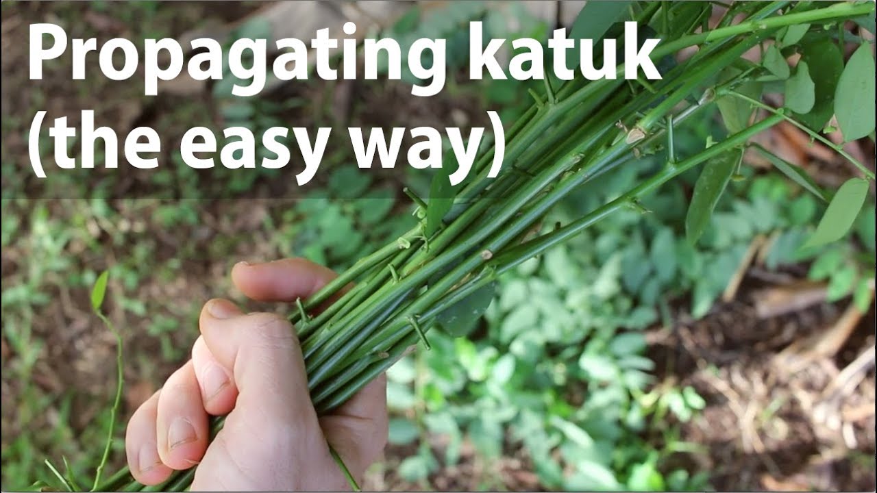Propagating Katuk (the easy way)
