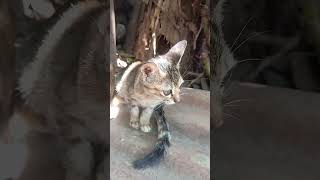 #cat #cute #kitten #update #animals #nature #shorts #viral #viralvideo