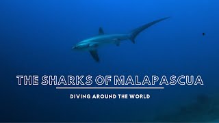 THE SHARKS OF MALAPASCUA