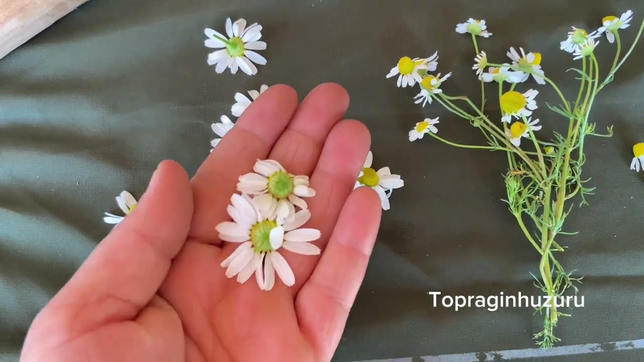 Mayıs papatyası nasıl anlaşılır, gerçek papatya, tıbbi papatya nedir faydaları nelerdir