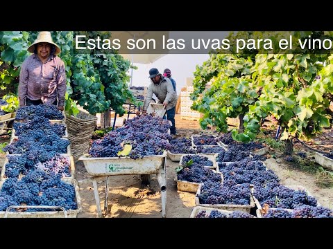 Video: Cosecha De Uvas