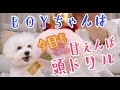 BOYちゃんは今日も甘えんぼ頭ドリルして元気です。