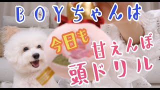 BOYちゃんは今日も甘えんぼ頭ドリルして元気です。