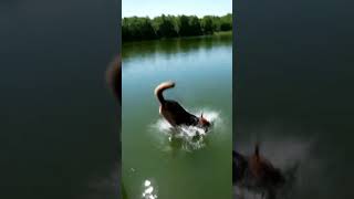 K9 WITHOUT FEAR! 🐾 Massive High-Dive Leap Into the Lake! #viralpets #k9unit #dogtraining #funnypets