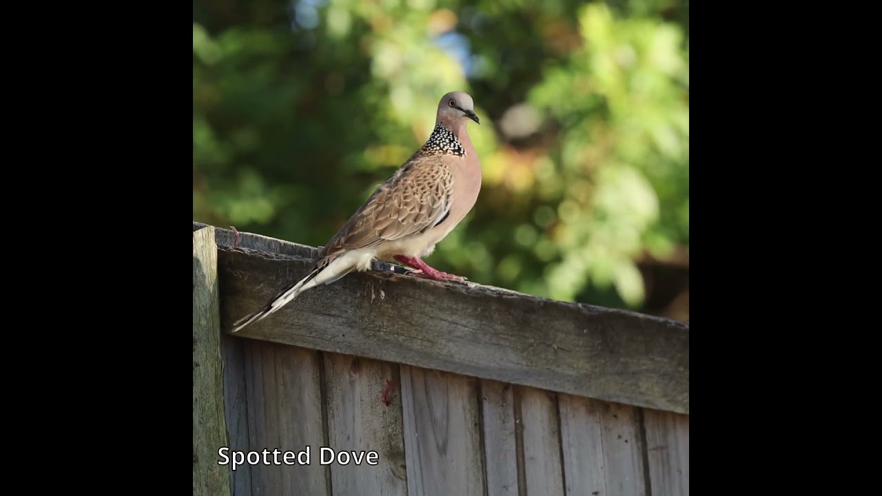 Spotted Dove #australianbirds #birds